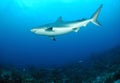 Caribbean reef shark Royalty Free Stock Photo