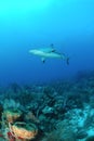 Caribbean reef shark