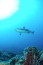 Caribbean reef shark Royalty Free Stock Photo