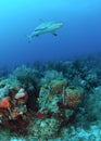 Caribbean reef shark Royalty Free Stock Photo