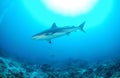 Caribbean reef shark Royalty Free Stock Photo