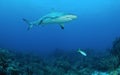 Caribbean reef shark Royalty Free Stock Photo