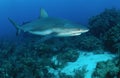 Caribbean reef shark Royalty Free Stock Photo