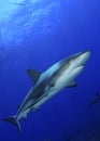 Caribbean Reef Shark Royalty Free Stock Photo