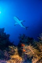 Caribbean reef shark over reef Royalty Free Stock Photo