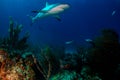 Caribbean reef shark over reef Royalty Free Stock Photo