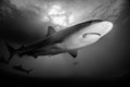 Reef Shark Bahamas Royalty Free Stock Photo