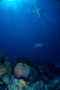 Reef Shark Bahamas Royalty Free Stock Photo