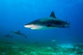 Reef Shark Bahamas Royalty Free Stock Photo