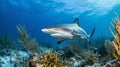 Caribbean Reef Shark in the blue sea water. AI Generative Royalty Free Stock Photo