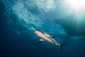 Caribbean reef shark Carcharhinus perezi Royalty Free Stock Photo