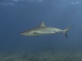 A Caribbean Reef Shark (Carcharhinus perezii) in Bimini Royalty Free Stock Photo