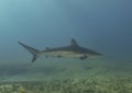 A Caribbean Reef Shark (Carcharhinus perezii) in Bimini Royalty Free Stock Photo