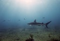 A Caribbean Reef Shark (Carcharhinus perezii) in Bimini Royalty Free Stock Photo