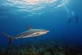 The Caribbean reef shark Carcharhinus perezii in the foreground, in the background two divers at the rope Royalty Free Stock Photo