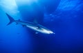 Caribbean reef shark,Carcharhinus perezii Royalty Free Stock Photo