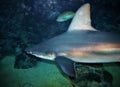 Caribbean Reef Shark Royalty Free Stock Photo