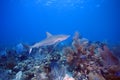 The Caribbean reef shark Carcharhinus perezii swims over reef. A Big Perezi shark swims in blue in the foreground with corals