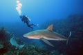 The Caribbean reef shark Carcharhinus perezii swims over reef in blue Royalty Free Stock Photo