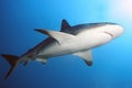 The Caribbean reef shark Carcharhinus perezii swims over reef in blue Royalty Free Stock Photo