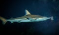 Caribbean Reef Shark Royalty Free Stock Photo