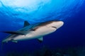 Caribbean reef shark close encounter Royalty Free Stock Photo