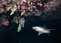 Caribbean reef shark in cave. Royalty Free Stock Photo