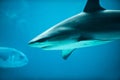 Caribbean Reef Shark in Deep Blue Sea Water Royalty Free Stock Photo