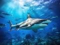 Caribbean Reef Shark in Deep Blue Sea Water Royalty Free Stock Photo