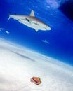 A Caribbean Reef Shark Passes By A Conch Shell in the Bahamas Royalty Free Stock Photo