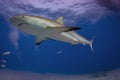 Caribbean Reef Shark Royalty Free Stock Photo