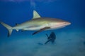 Caribbean Reef Shark Royalty Free Stock Photo