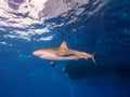 Caribbean Reef Shark swimming above the surface of a blue tropical ocean Royalty Free Stock Photo