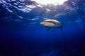 Caribbean reef shark swimming under the surface with sunbeams an