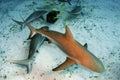 Caribbean Reef Sharks Royalty Free Stock Photo