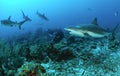 Caribbean reef sharks Royalty Free Stock Photo