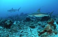 Caribbean reef sharks Royalty Free Stock Photo