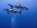 Caribbean reef sharks moving under blue water Royalty Free Stock Photo