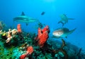 Caribbean reef sharks and Nurse shark. Royalty Free Stock Photo