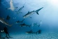 Caribbean Reef Sharks Royalty Free Stock Photo