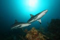 Caribbean Reef Sharks - Roatan Royalty Free Stock Photo