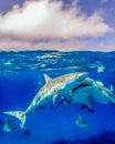 Caribbean Reef Sharks Swim Under the Surface at Grand Bahama Island