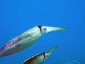 Caribbean Reef Squid