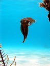 Caribbean reef squid