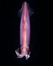 Caribbean Reef Squid at Night Off the Coast of Florida Royalty Free Stock Photo