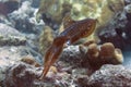 Caribbean Reef Squid