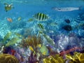 Caribbean reef tropical fishes underwater Royalty Free Stock Photo