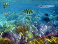 Caribbean reef tropical fishes underwater