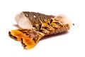 Caribbean rock lobster tails on a white background. Royalty Free Stock Photo