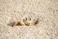 Caribbean sand crab Royalty Free Stock Photo